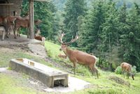 Widtierpark Edersee